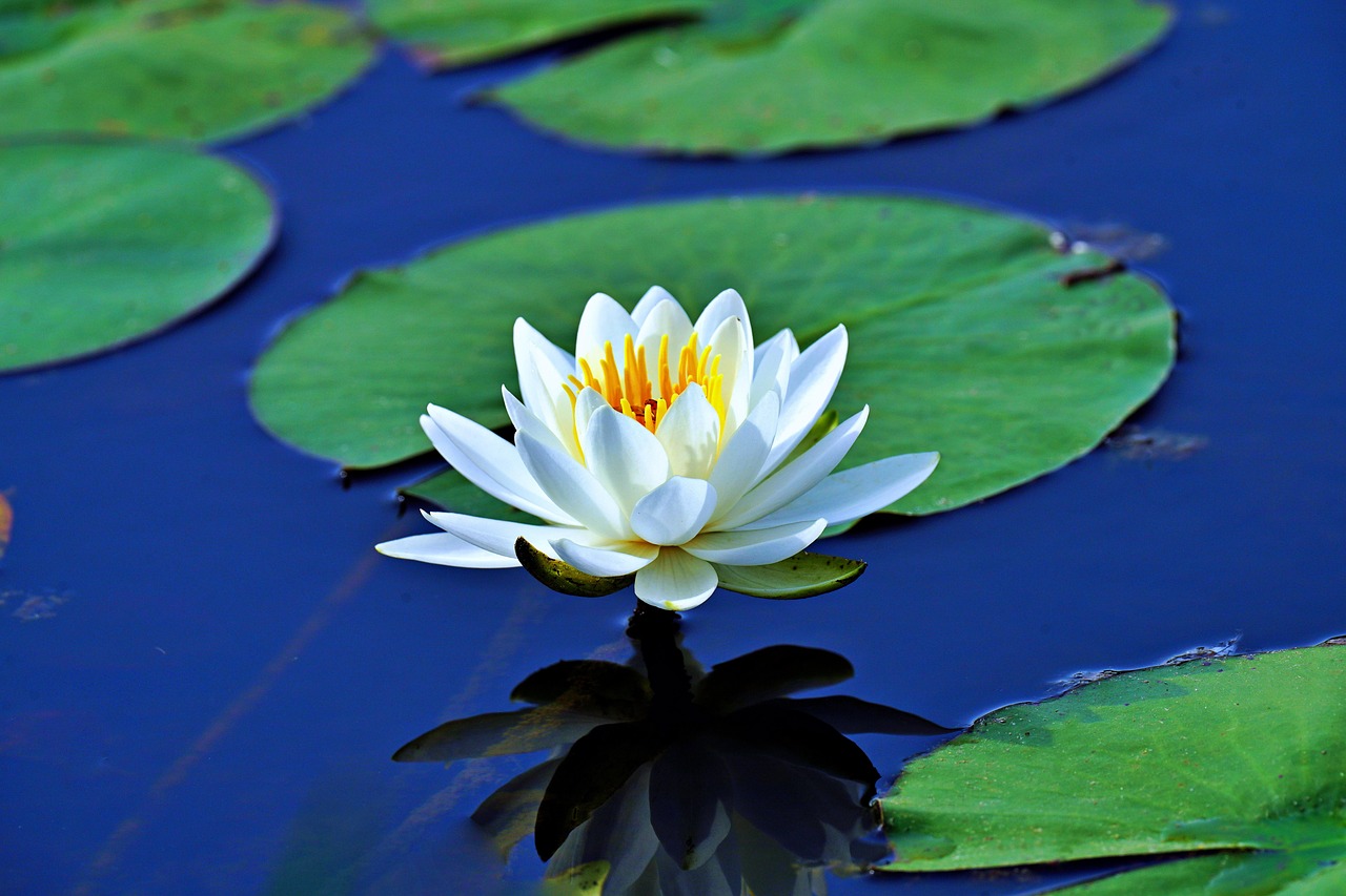 Waterlily logo